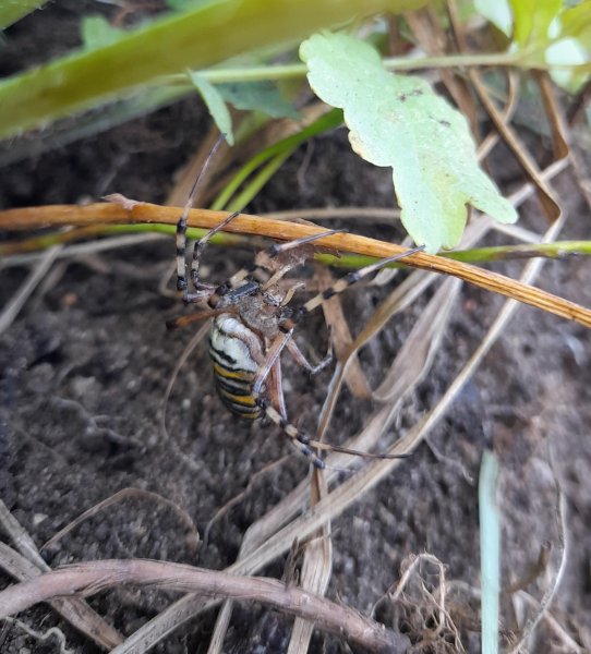 Epeire fasciée. étonnante araignée jaune et noire observée. jardin été 2021. Isabelle Maligne